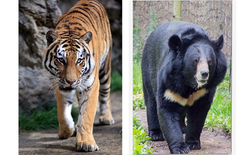 なめとこ山からデルス･ウザーラを想う